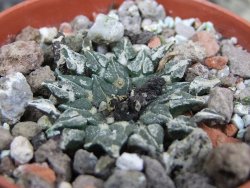 Ariocarpus kotschoubeyanus albiflorus Tula pot 5,5 cm - 12402733