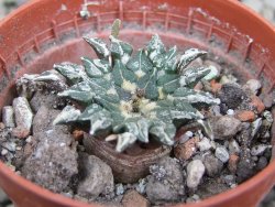 Ariocarpus kotschoubeyanus albiflorus Tula pot 5,5 cm - 12402735