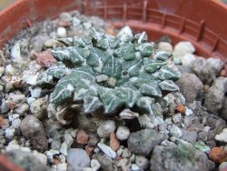 Ariocarpus kotschoubeyanus albiflorus Tula pot 5,5 cm - 12402737