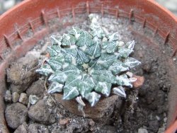 Ariocarpus kotschoubeyanus albiflorus Tula pot 5,5 cm - 12402740