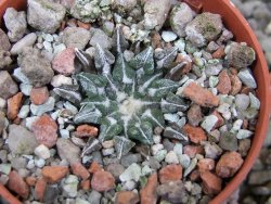 Ariocarpus kotschoubeyanus sladkovskii Rio Verde pot 5,5 cm - 12402742