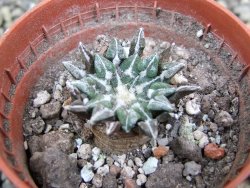Ariocarpus kotschoubeyanus sladkovskii Rio Verde pot 5,5 cm - 12402744