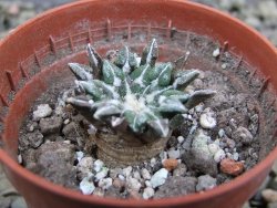 Ariocarpus kotschoubeyanus sladkovskii Rio Verde pot 5,5 cm - 12402745