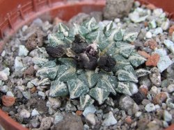 Ariocarpus kotschoubeyanus albiflorus Tula pot 5,5 cm