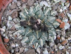 Ariocarpus kotschoubeyanus albiflorus Tula pot 5,5 cm - 12402747