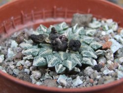 Ariocarpus kotschoubeyanus albiflorus Tula pot 5,5 cm - 12402748