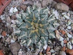 Ariocarpus kotschoubeyanus albiflorus Tula pot 5,5 cm - 12402749