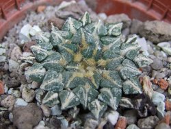 Ariocarpus kotschoubeyanus albiflorus Tula pot 5,5 cm - 12402750