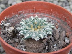 Ariocarpus kotschoubeyanus albiflorus Tula pot 5,5 cm - 12402751