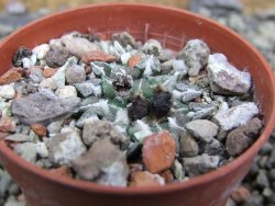 Ariocarpus kotschoubeyanus sladkovskii Rio Verde pot 5,5 cm - 12402753