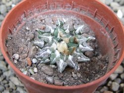 Ariocarpus kotschoubeyanus sladkovskii Rio Verde pot 5,5 cm - 12402754