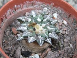 Ariocarpus kotschoubeyanus sladkovskii Rio Verde pot 5,5 cm - 12402755
