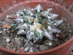 Ariocarpus kotschoubeyanus sladkovskii Rio Verde pot 5,5 cm - 12402757