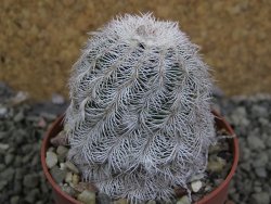 Echinocereus reichenbachii albispinus x bayleyi pot 6,5 cm