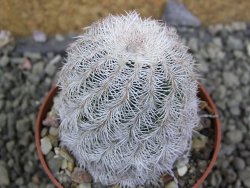 Echinocereus reichenbachii albispinus x bayleyi pot 6,5 cm - 12402791