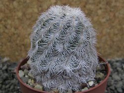 Echinocereus reichenbachii albispinus x bayleyi pot 6,5 cm - 12402792
