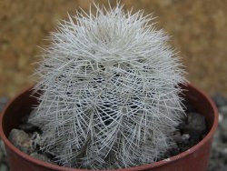 Echinocereus reichenbachii albispinus x bayleyi pot 6,5 cm - 12402794