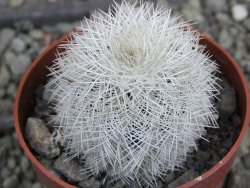 Echinocereus reichenbachii albispinus x bayleyi pot 6,5 cm - 12402795