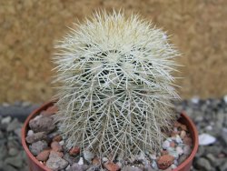 Echinocereus dasyacanthus Brewster pot 6,5 cm - 12402797