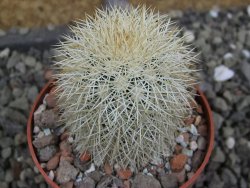 Echinocereus dasyacanthus Brewster pot 6,5 cm - 12402798