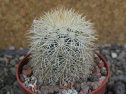 Echinocereus dasyacanthus Brewster pot 6,5 cm - 12402799