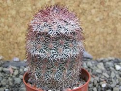Echinocereus dasyacanthus výběr z květů, pot 5,5 cm - 12402852