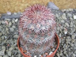 Echinocereus dasyacanthus výběr z květů, pot 5,5 cm - 12402853