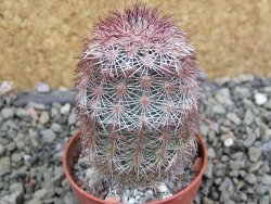 Echinocereus dasyacanthus výběr z květů, pot 5,5 cm - 12402854