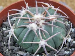 Echinocactus horizonthalonius Corazon del Monte pot 6,5 cm - 12402868
