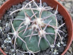 Echinocactus horizonthalonius Corazon del Monte pot 6,5 cm - 12402869