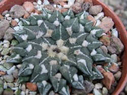 Ariocarpus kotschoubeyanus sladkovskii Rio Verde pot 5,5 cm - 12402896