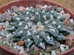 Ariocarpus kotschoubeyanus sladkovskii Rio Verde pot 5,5 cm - 12402897