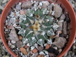 Ariocarpus kotschoubeyanus sladkovskii Rio Verde pot 5,5 cm DUPLIKÁT - 12402901