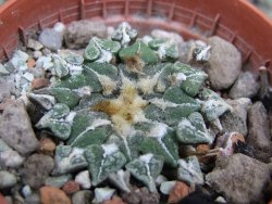 Ariocarpus kotschoubeyanus sladkovskii Rio Verde pot 5,5 cm DUPLIKÁT - 12402903