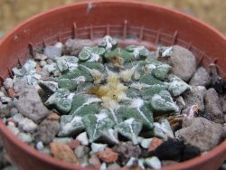 Ariocarpus kotschoubeyanus sladkovskii Rio Verde pot 5,5 cm DUPLIKÁT - 12402904