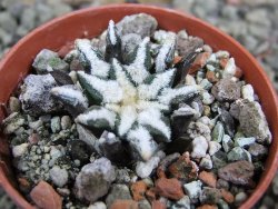 Ariocarpus kotschoubeyanus elephantidens Vista Hermosa pot 5,5 cm - 12402911