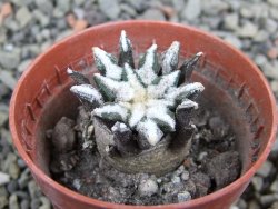 Ariocarpus kotschoubeyanus elephantidens Vista Hermosa pot 5,5 cm - 12402912