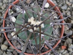 Gymnocalycium armatum LH1431 Pajcho centro, Tarija, pot 5,5 cm - 12402960