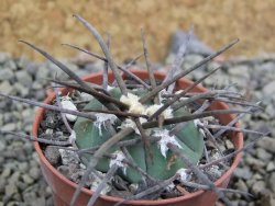 Gymnocalycium armatum LH1431 Pajcho centro, Tarija, pot 5,5 cm - 12402961