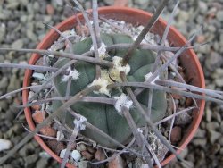 Gymnocalycium armatum LH1431 Pajcho centro, Tarija, pot 5,5 cm - 12402966