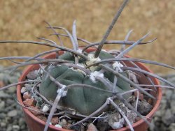 Gymnocalycium armatum LH1431 Pajcho centro, Tarija, pot 5,5 cm - 12402968