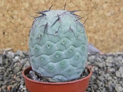 Tephrocactus geometricus pot 5,5 cm - 12403016