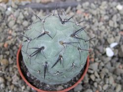 Tephrocactus geometricus pot 5,5 cm - 12403018