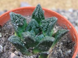 Ariocarpus fissuratus hintonii Matehuala pot 5,5 cm Cites IA - 12403044