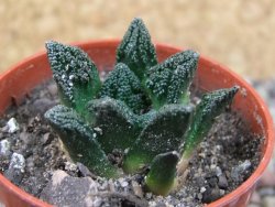 Ariocarpus fissuratus hintonii Matehuala pot 5,5 cm Cites IA - 12403045