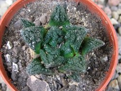 Ariocarpus fissuratus hintonii Matehuala pot 5,5 cm Cites IA - 12403046