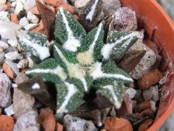 Ariocarpus kotschoubeyanus elephantidens Vista Hermosa pot 5,5 cm - 12403050