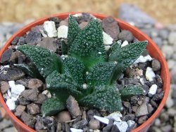 Ariocarpus fissuratus hintonii Matehuala pot 5,5 cm Cites IA - 12403060