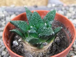 Ariocarpus fissuratus hintonii Matehuala pot 5,5 cm Cites IA - 12403062