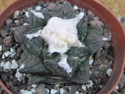 Ariocarpus fissuratus Cuatro Cienegas pot 9 cm - 12403082
